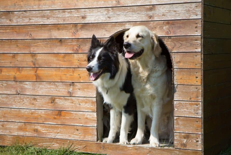 Border collie and Golden Retriever at heated doghouse