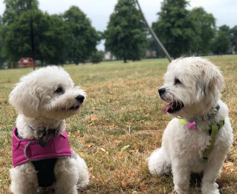 Two white shichons sitting down in a field happily looking at each other