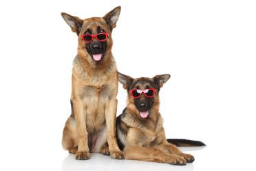 two young german shepherds wearing glasses