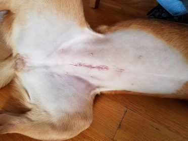 photo of a spayed dog with stitches