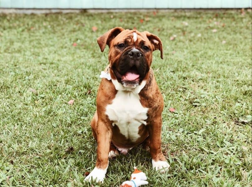 A Valley Bulldog sitting in the grass