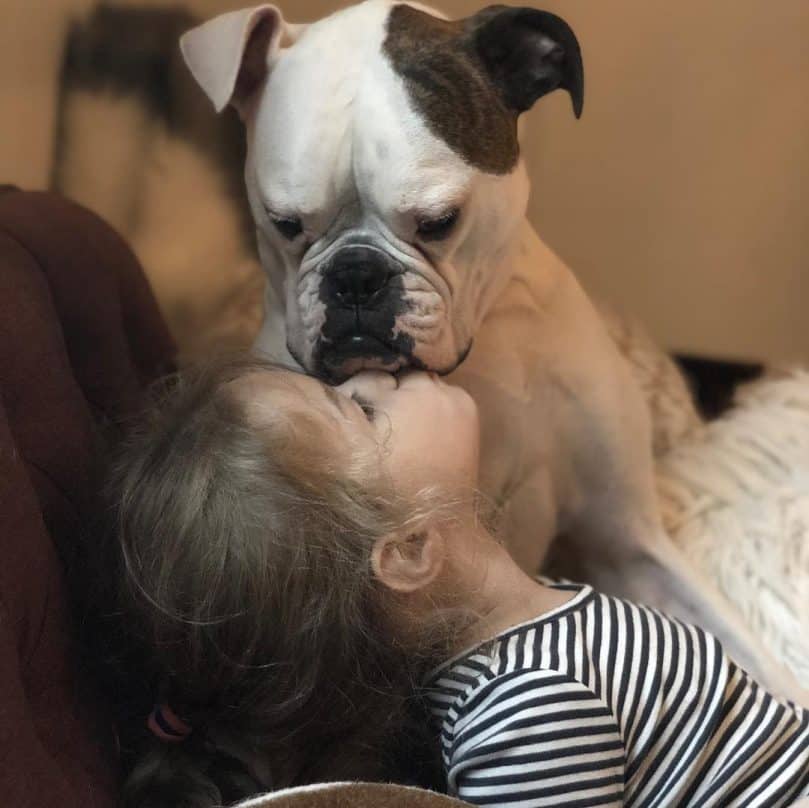 A Boxer Bulldog Mix being kissed by a little girl