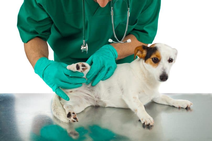 Veterinarian examines a dog