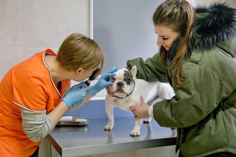 veterinary ophthalmologist examining a dog's eyes