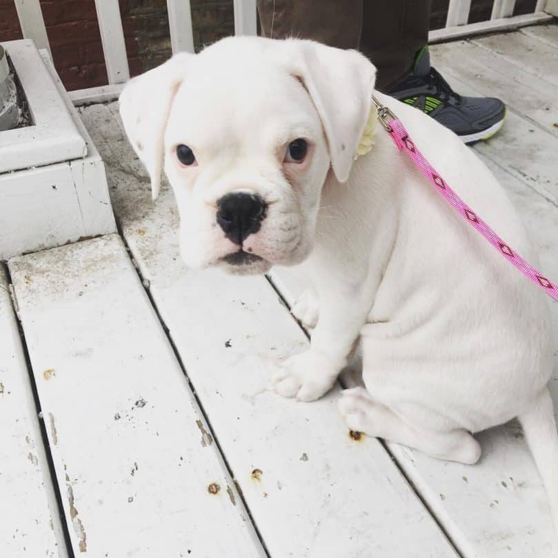 White Boxer puppy