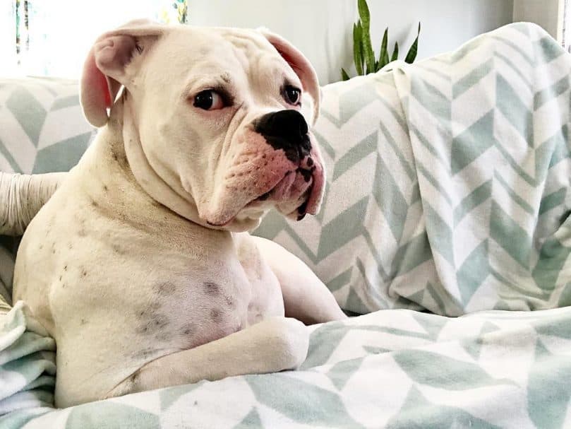 White Boxer laying down