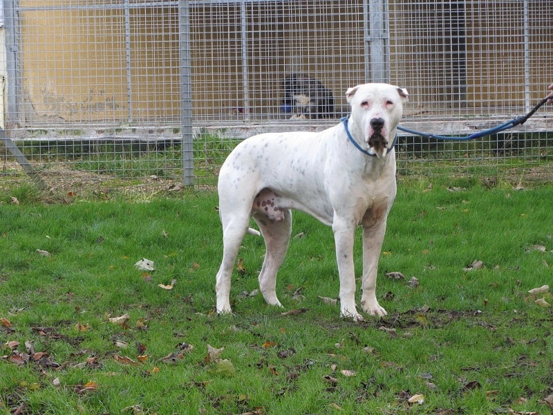 White Bully Kutta