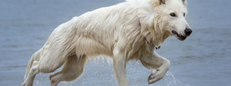 white-german-shepherd-2