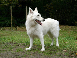 White German Shepherd