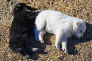 White German Shepherd Puppies