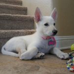 white german shepherd puppies