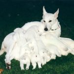 white german shepherd puppies