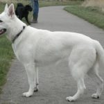 white german shepherd