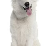 white german shepherd