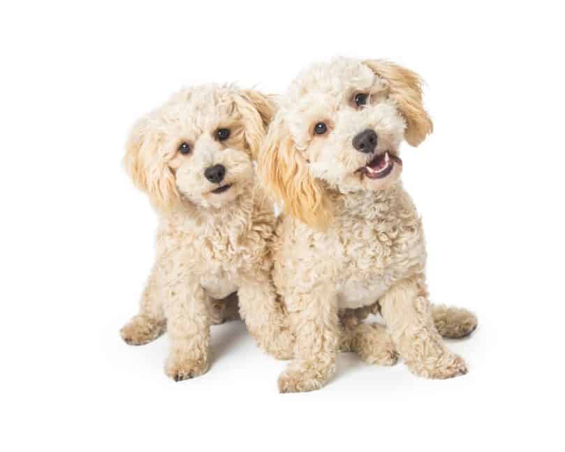 Two White Havapoo Dogs