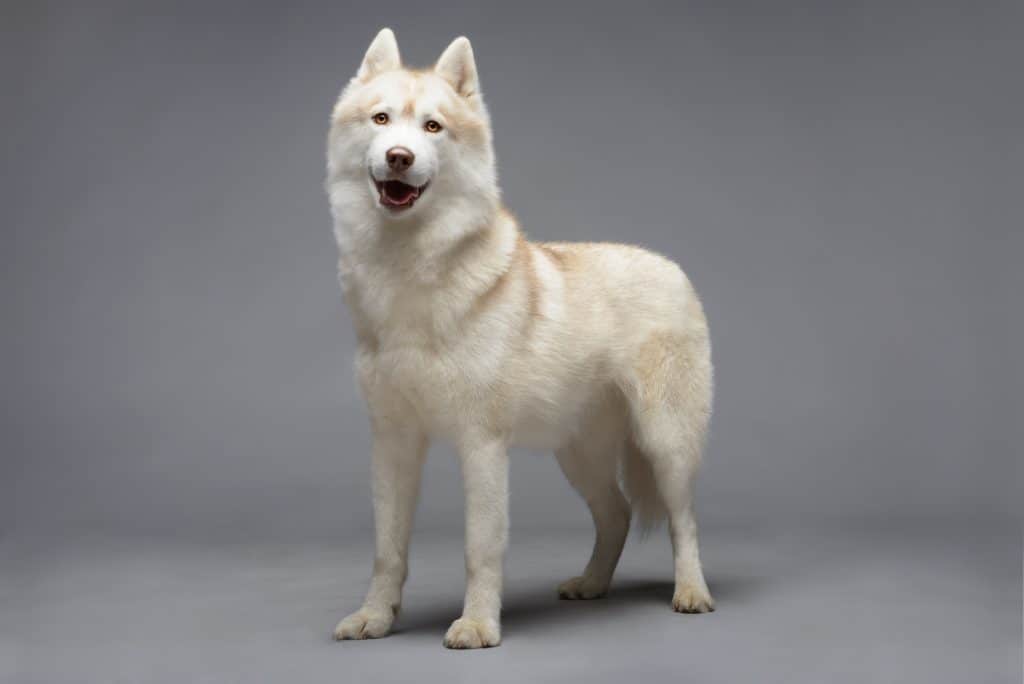 Portrait of white siberian husky on gray background