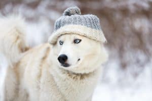 White husky wearing a hat in winter