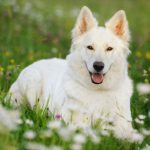 white shepherd