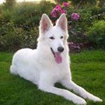 white shepherd