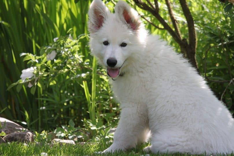 White Swiss Shepherd Puppy