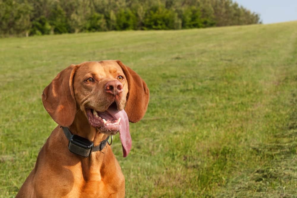 a brown dog with an electric collar