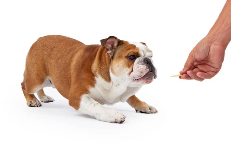 English Bulldog puppy getting trained to stay