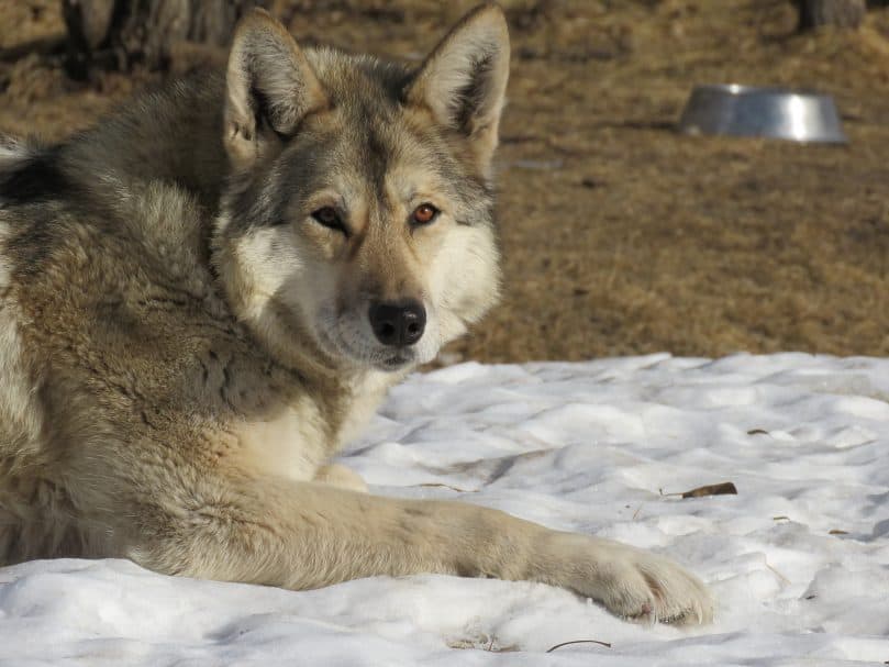 A Wolfdog Mix sitting outside on the snow