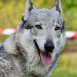 German Shepherd Wolf hybrid with tongue out