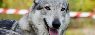 German Shepherd Wolf hybrid with tongue out