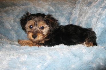 Yorkipoo also known as Yorkie Poodle Mix