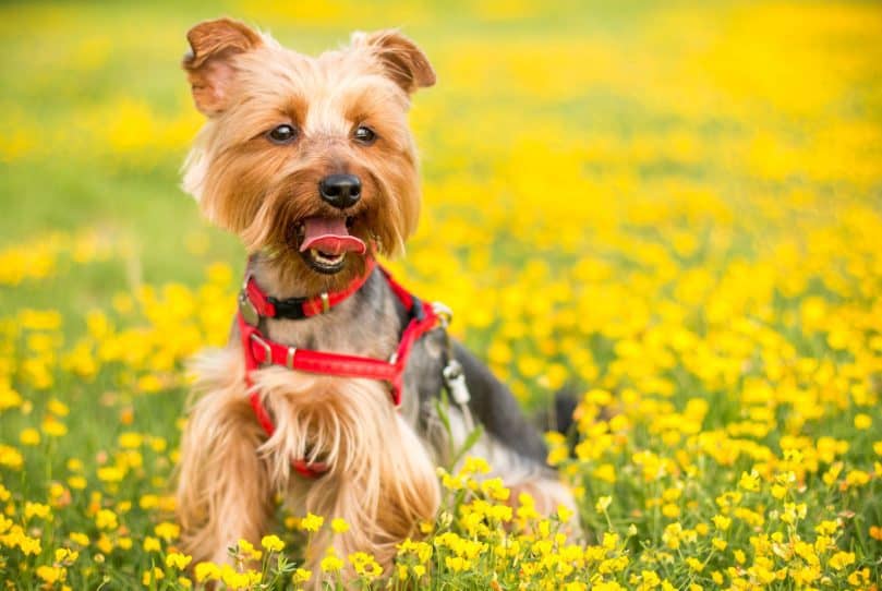 Yorkshire Terrier playing in flowers