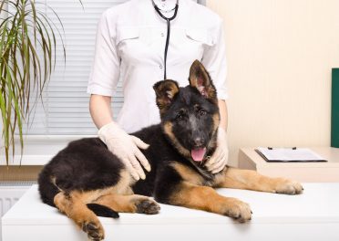 Young German Shepherd at the Vet