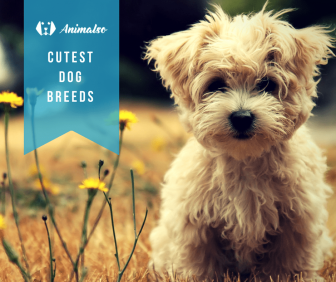 cutest-dog-breeds