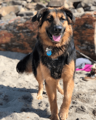 A full grown German Shepherd Golden Retriever mix on the beach. 