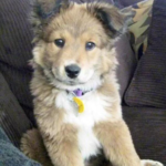 husky lab mix