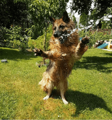 Long-Haired German Shepherd Playing Full Grown