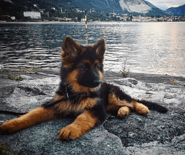 Adorable Long-Haired German Shepherd puppy laying down