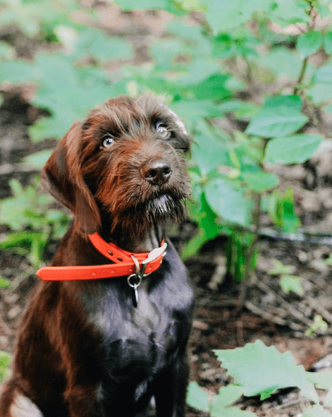 Adorable Pudelpointer Puppy standing in a forest. 