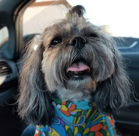 full-grown multi-colored Peekapoo in the car