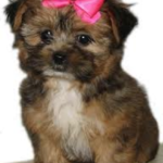 Shih Tzu Yorkie Mix