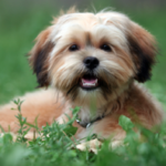 Shih Tzu Yorkie Mix