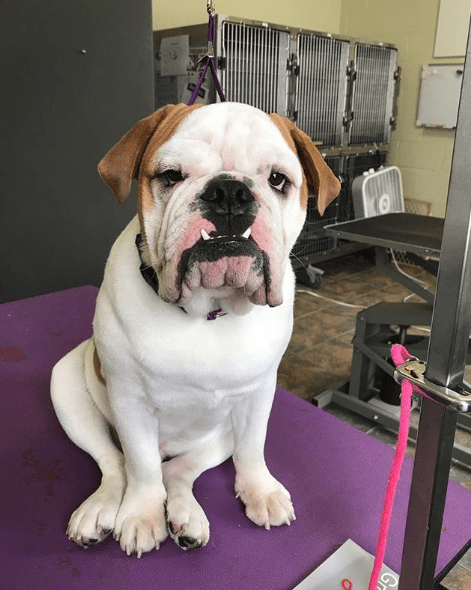 Full grown Victorian Bulldog visiting the vet.