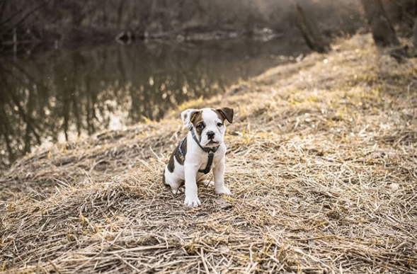 A Victorian Bulldog puppy sitting in a field with a harness on.