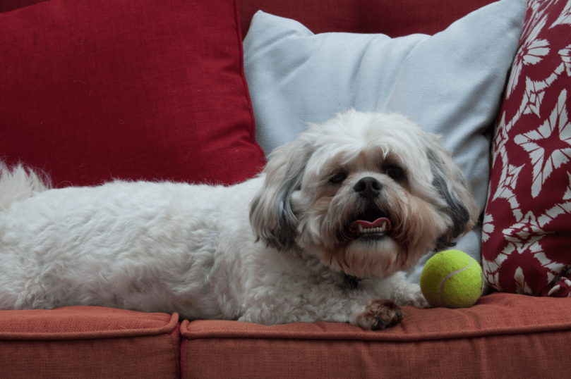 Cute white Zuchon lying on couch